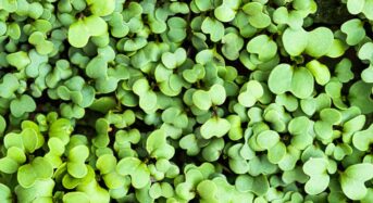 What is Microclover and Why is it Good for My Lawn?