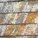 How to Remove Lichen on Roof Shingles