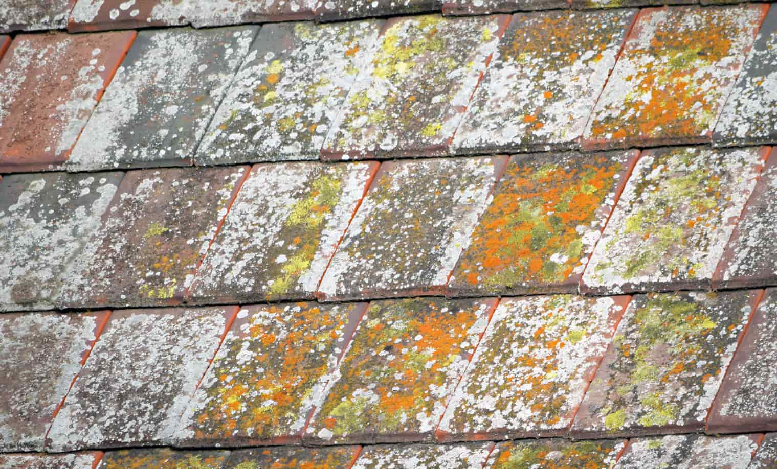 How to Remove Lichen on Roof Shingles